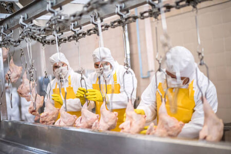 Line speed and safety in the poultry processing industry